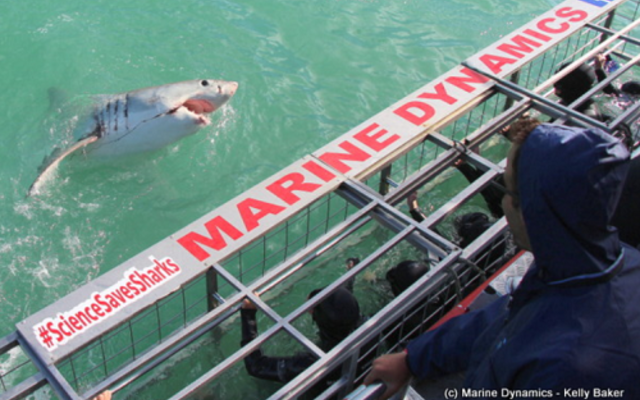 marine_dynamics_listing_1561619942 marine_dynamics_listing_1561619942