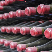 The Giant Periwinkle - Wine Cellars