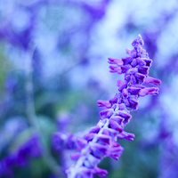 The Giant Periwinkle - Flowers in Garden