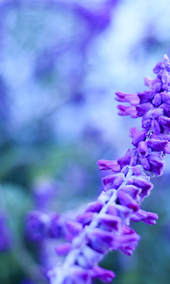 gansbaai_wine_estate_the_giant_periwinkle_flowers_in_garden_1561645055
