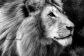 Herman van Bon Photography