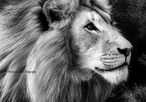 Herman van Bon Photography