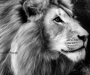 Herman van Bon Photography