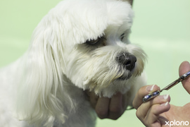 The Importance of Dog Grooming