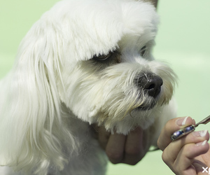 The Importance of Dog Grooming