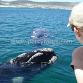 Hermanus - Percy Tours - Whale Watching Boat Trips