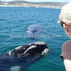 Hermanus - Percy Tours - Whale Watching Boat Trips Hermanus - Percy Tours - Whale Watching Boat Trips