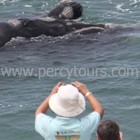 Hermanus - Percy Tours - Land Based Whale Watching Walking Tours Hermanus - Percy Tours - Land Based Whale Watching Walking Tours