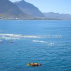 Hermanus - Percy Tours - Kayaking Hermanus - Percy Tours - Kayaking
