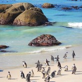 Hermanus - Percy Tours - Penguins