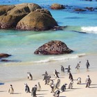 Hermanus - Percy Tours - Penguins Hermanus - Percy Tours - Penguins