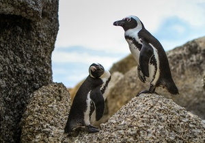 Getting African Penguin Back To De Hoop!