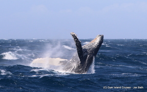 Breaching Humpback Whales and Salty Sea Spray, 22 July 2019