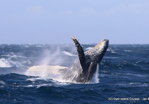 Breaching Humpback Whales and Salty Sea Spray, 22 July 2019