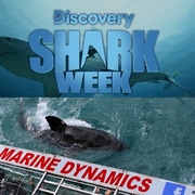 Shark Week 2019 ft. Marine Dynamics