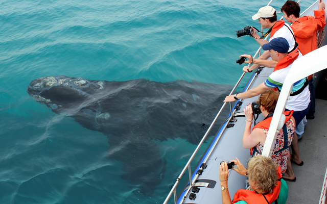 Gansbaai - Grootbos - Boat Based Whale Watching