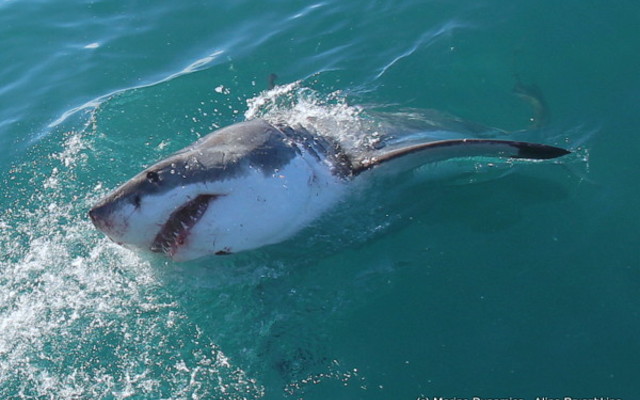 Gansbaai - Marine Dynamics - Shark Cage Diving