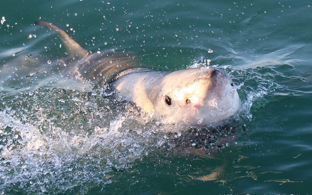 marine_dynamics_1_1565937932