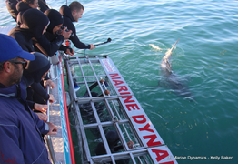 Daily Blog 15 August 2019 | Cage Diving South Africa