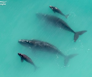 90% of Southern Right Whales are at De Hoop on the Overberg Coastline!