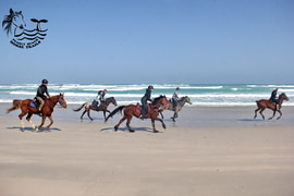 Whales, Otters & Seals on our Premium Beach Trail