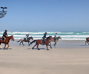 Whales, Otters & Seals on our Premium Beach Trail