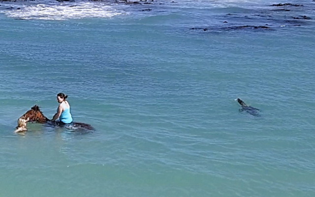 Gansbaai & Pearly Beach Horse Trails Gansbaai & Pearly Beach Horse Trails