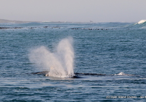 Sunrise & Southern Right Whales, 18 August 2019