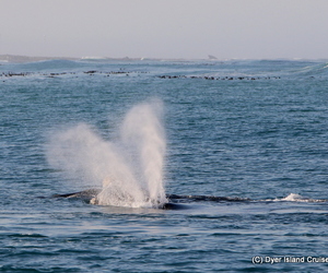 Sunrise & Southern Right Whales, 18 August 2019