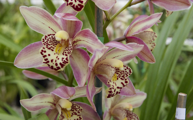 Eikenhoff_orchid_3_1528094035_1566482380