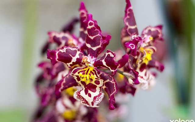 stanford_nursery_eikenhoff_orchid_nursery_dark_purple_yelloow_orchid_1534158941_1566482377