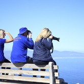 Hermanus - Percy Tours - Whale Watching Tour