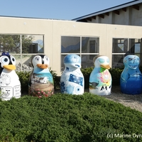 Gansbaai Penguin Campaign