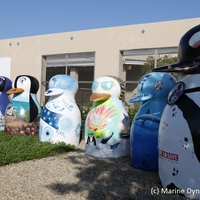 Gansbaai Penguin Campaign