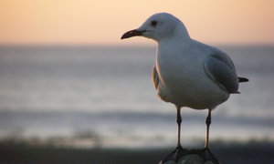 Flight for Birders Identifikasie- en Bewaringskursus