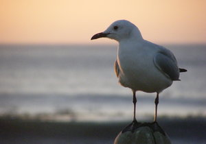 Flight for Birders Identifikasie- en Bewaringskursus
