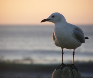 Flight for Birders Identifikasie- en Bewaringskursus