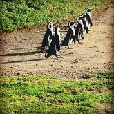 Penguins