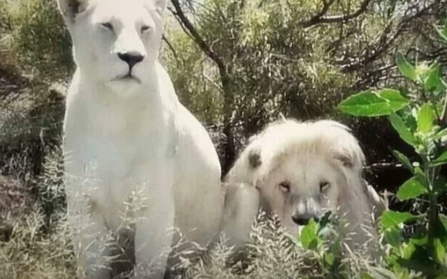 panthera_africa_1566908112