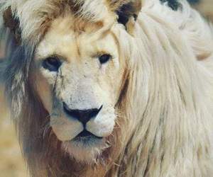 Galaxy needs a forever home and you can help!