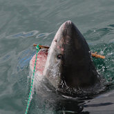  Photo of the day - Look out decoy!