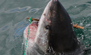 Photo of the day - Look out decoy!