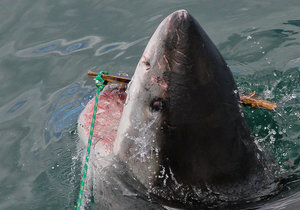 Photo of the day - Look out decoy!