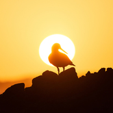 Hugh-Daniel Grobler Photography - Bird Watching