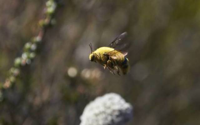 grootbos_orchid_pollination_1567080909