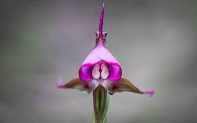 grootbos_pollination_orchid_1567080910