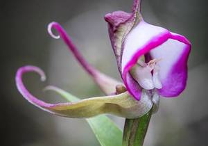 Deceptive Pollination - Well That's Ochird