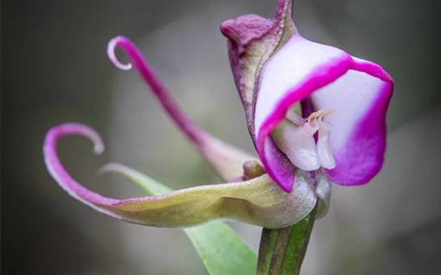 orchid_pollination_bees_1567080908