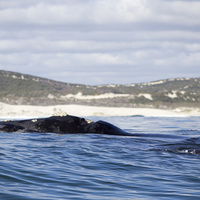 Hermanus Whale Cruises - Whales