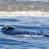 Hermanus Whale Cruises - Whales